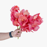 Salmon Vanda