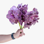 Purple Tiger Vanda