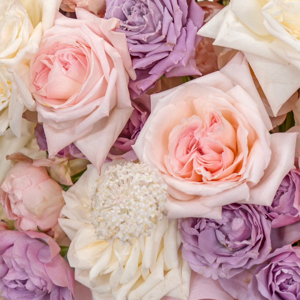 Close-up of a bouquet of pink, purple, and white roses.