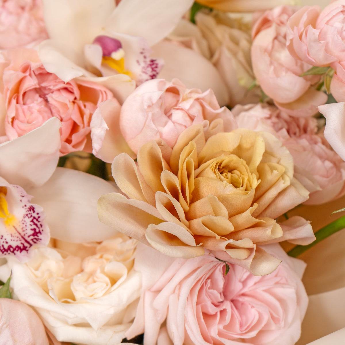 Close-up of a bouquet of pink and beige flowers