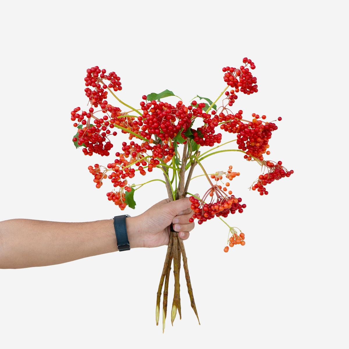 Hand holding a bundle of red berries against a white background