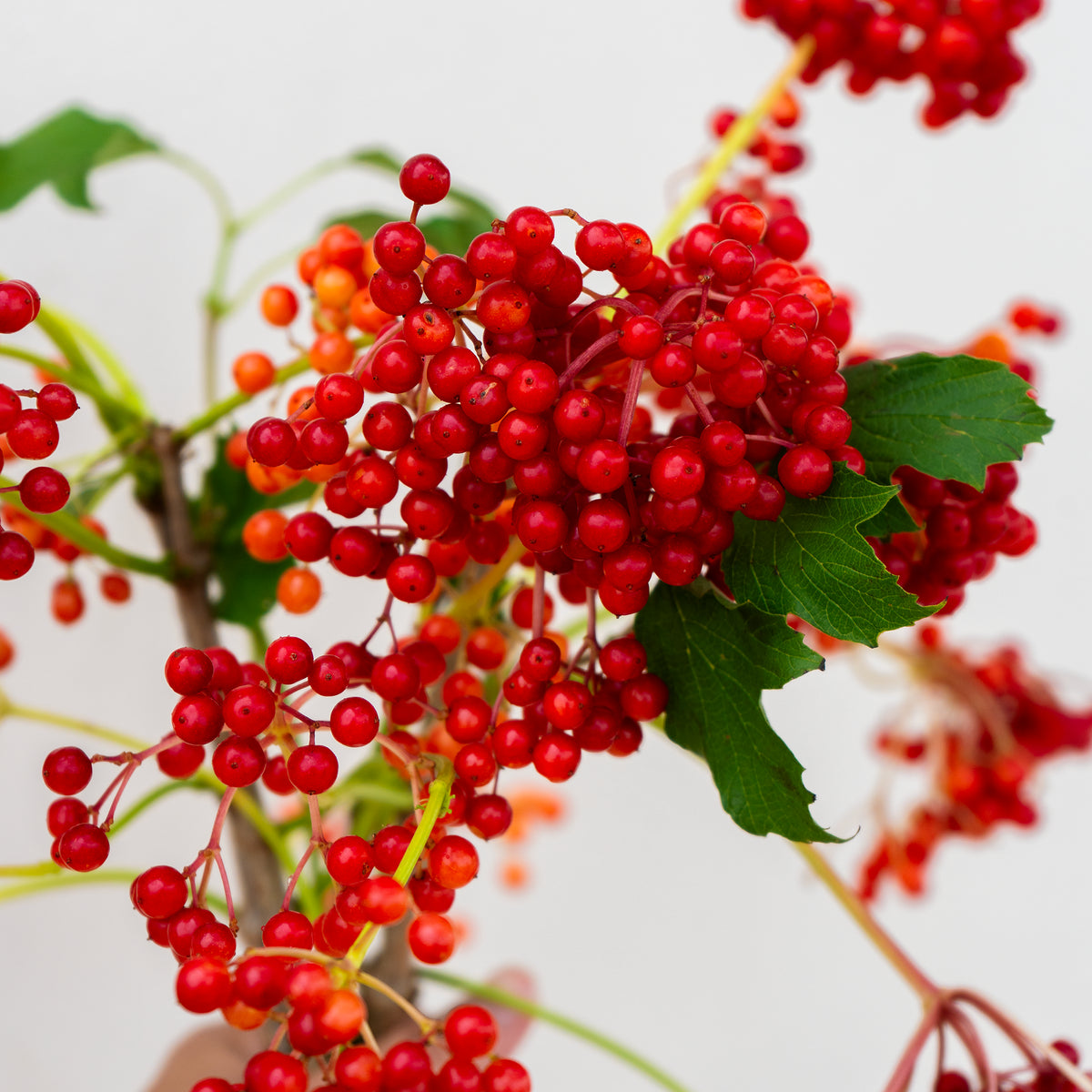 Close-up of red berries with green leaves on a white background