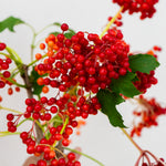 Close-up of red berries with green leaves on a white background