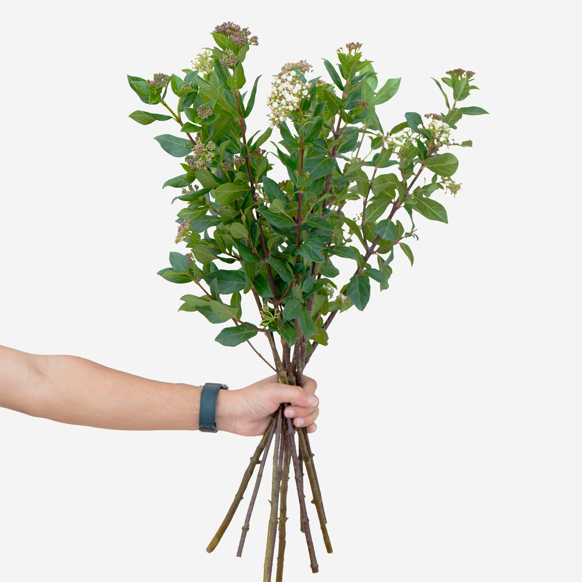 Hand holding a bundle of green leaves and branches against a white background