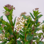 Close-up of a plant with green leaves and small white flowers on a blurred background