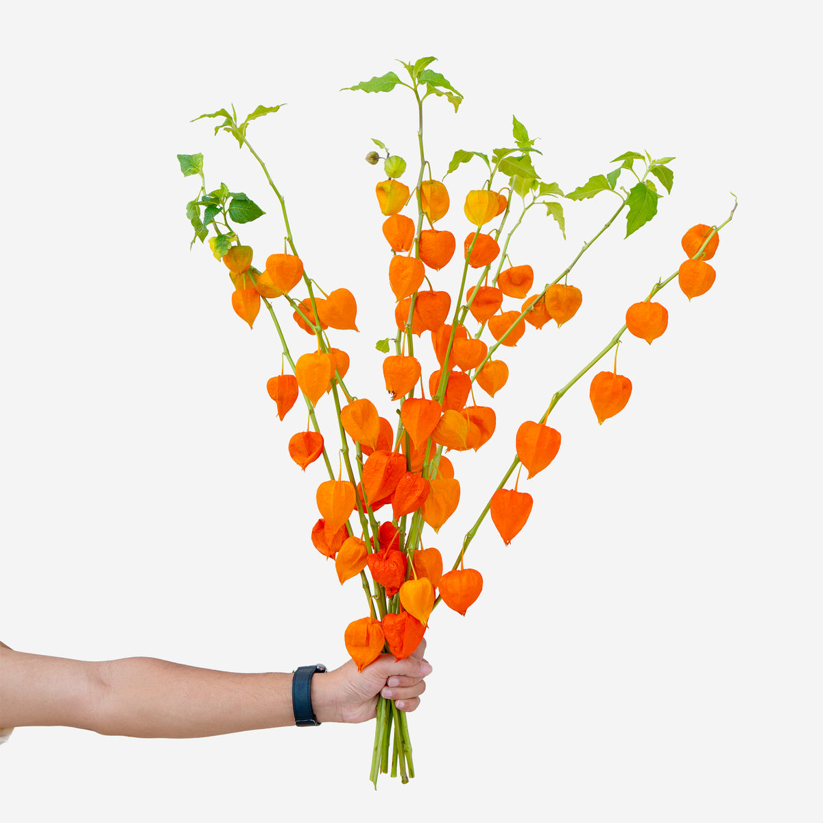 Bouquet of orange and green flowers held by a hand on a white background