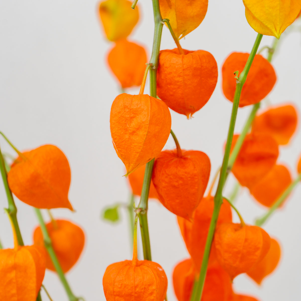 Close-up of orange Chinese lantern flowers against a light background