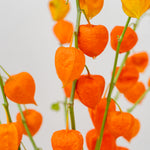 Close-up of orange Chinese lantern flowers against a light background
