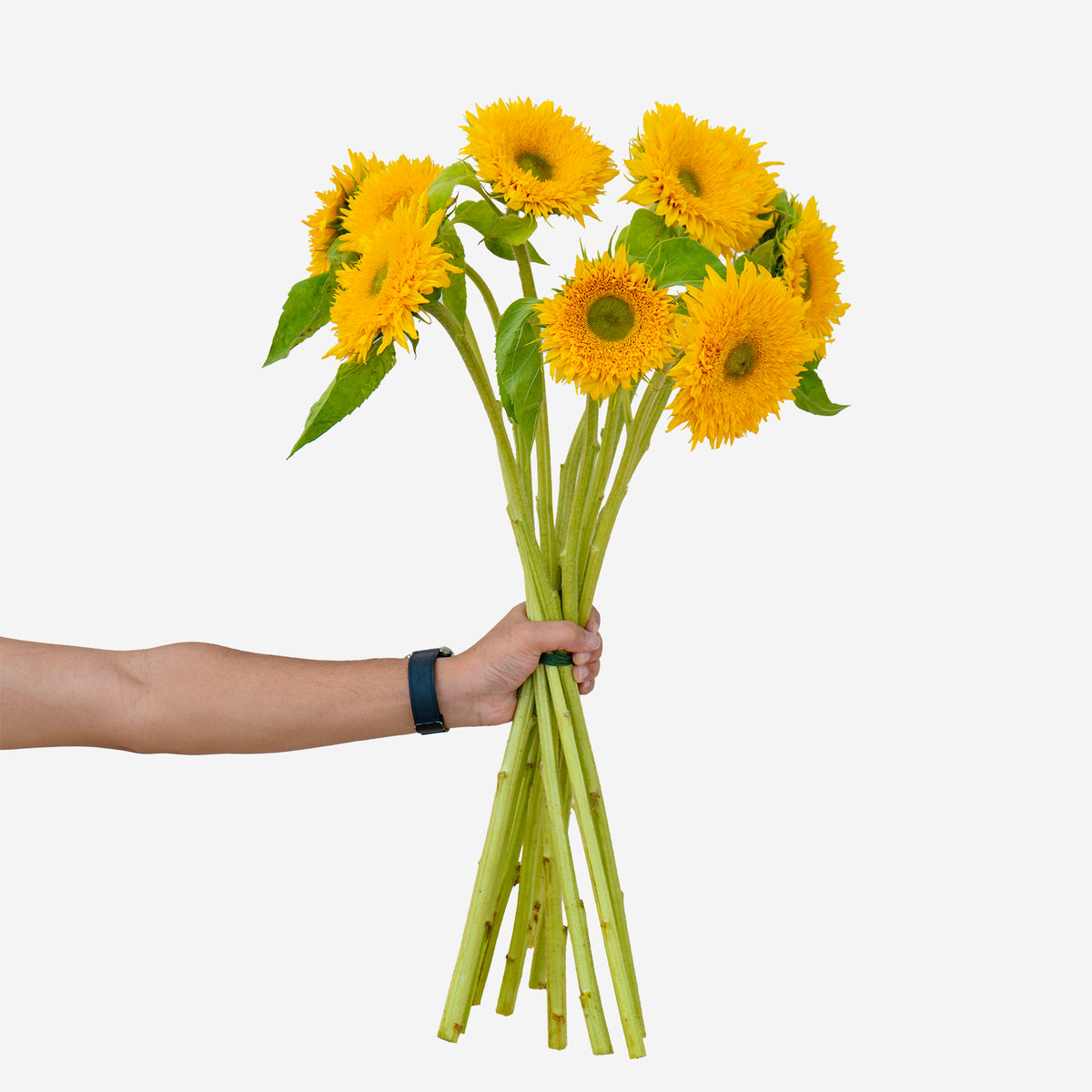 Hand holding a bunch of sunflowers against a white background