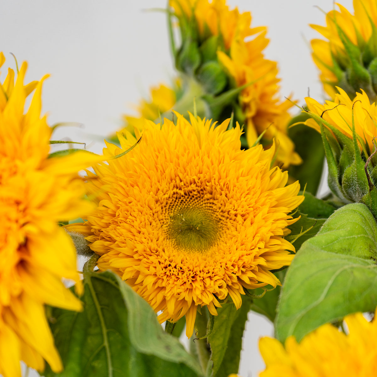 Close-up of a sunflower with green leaves on a light background