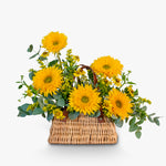 Basket of yellow sunflowers with greenery on a white background