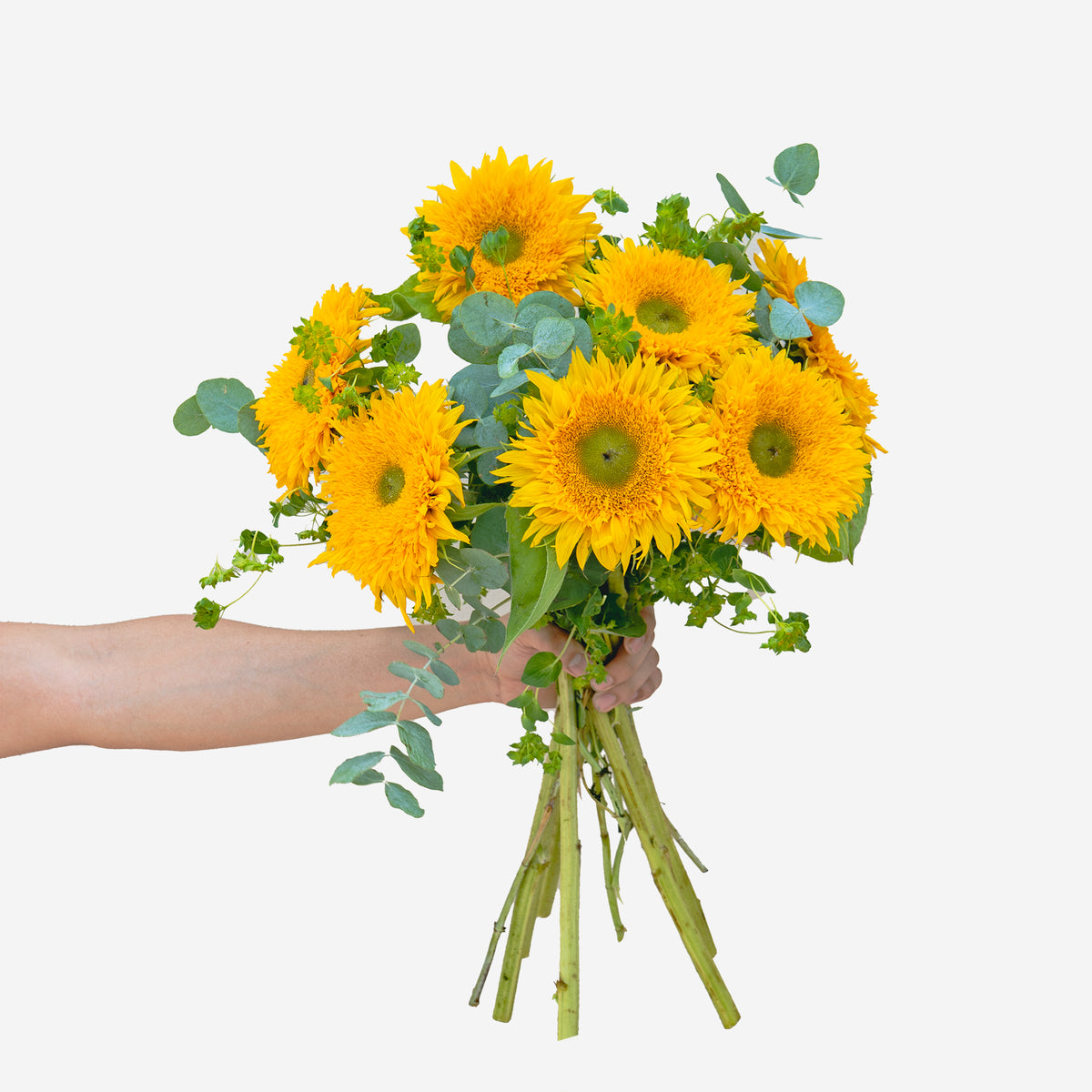 Bouquet of yellow sunflowers held by a hand on a white background
