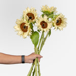 Hand holding a bouquet of sunflowers against a plain background