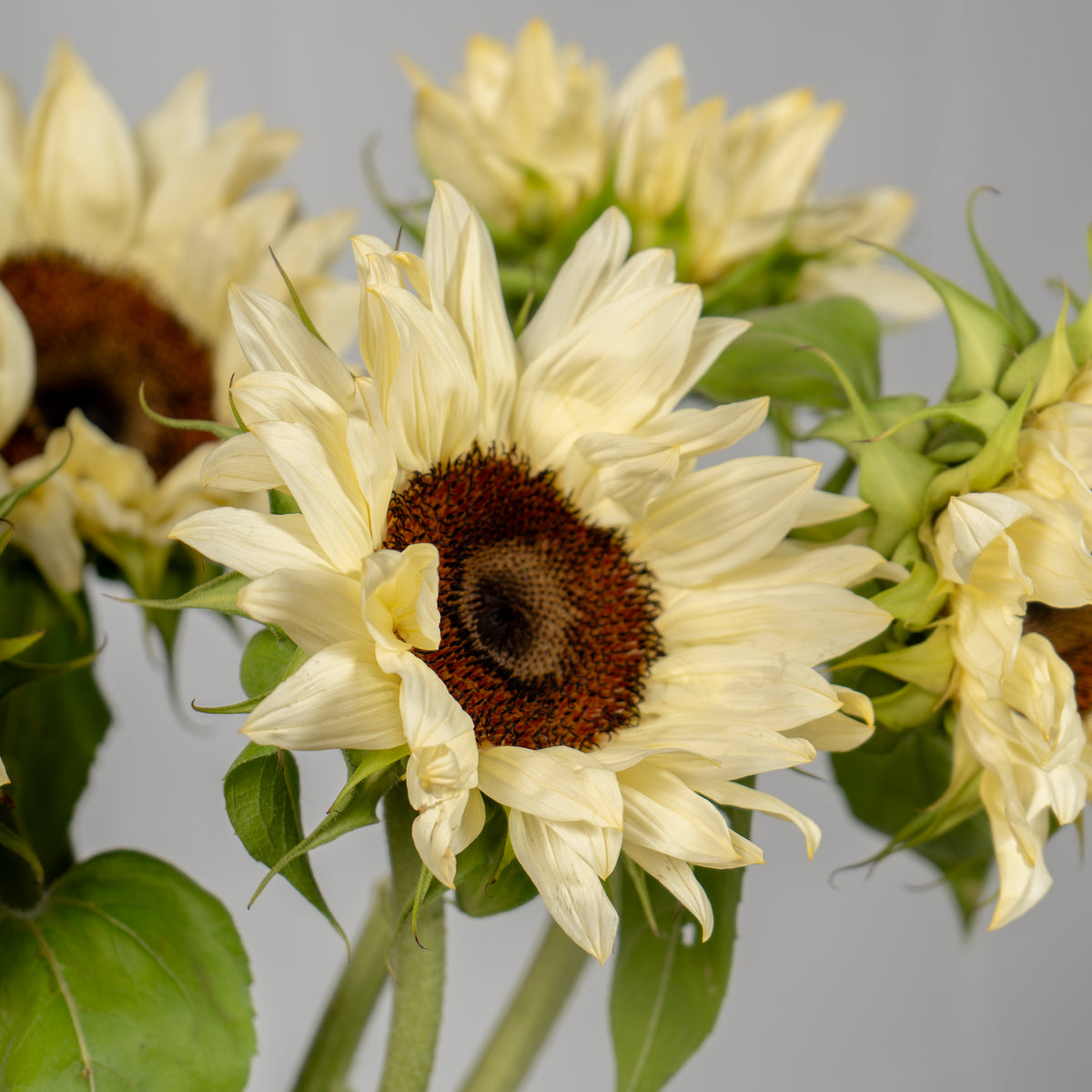 Close-up of a sunflower with a gray background