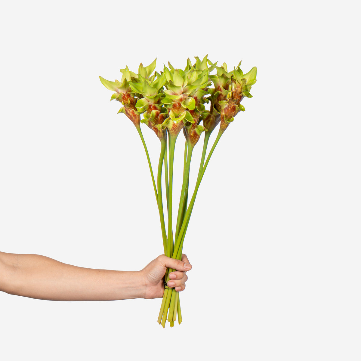 Hand holding a bunch of green flowers against a white background