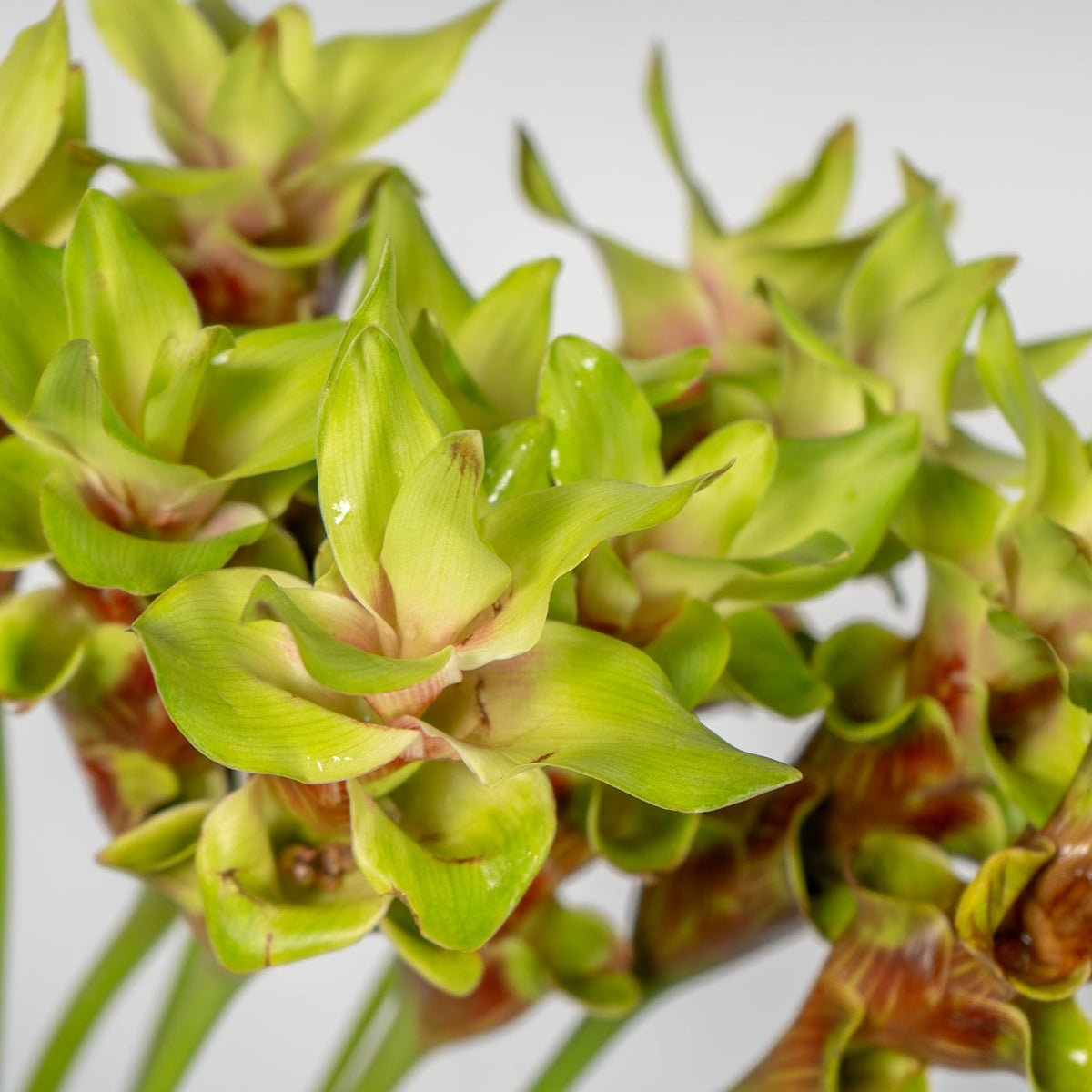 Close-up of green plant buds against a white background