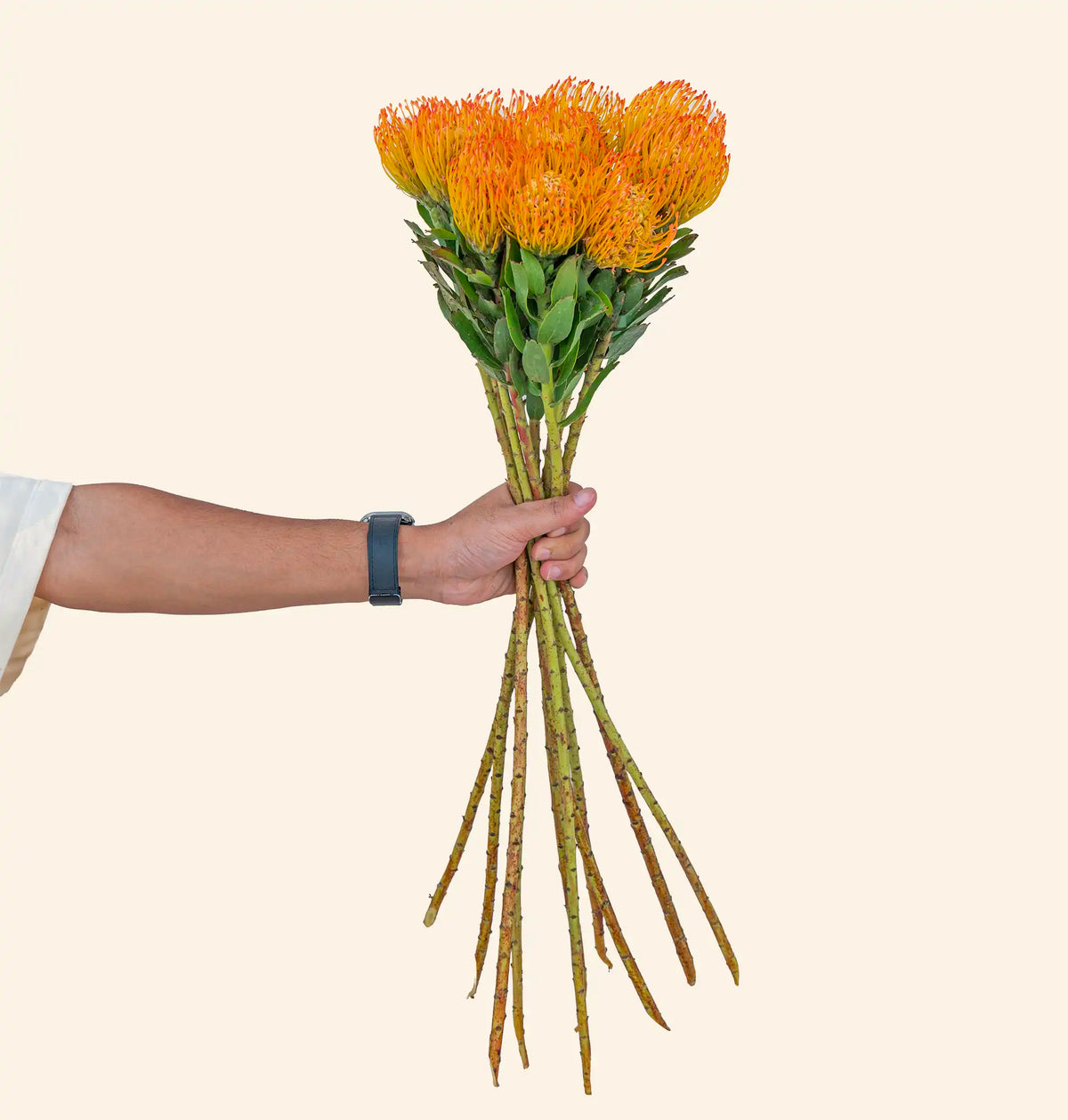 Leucospermum Orange