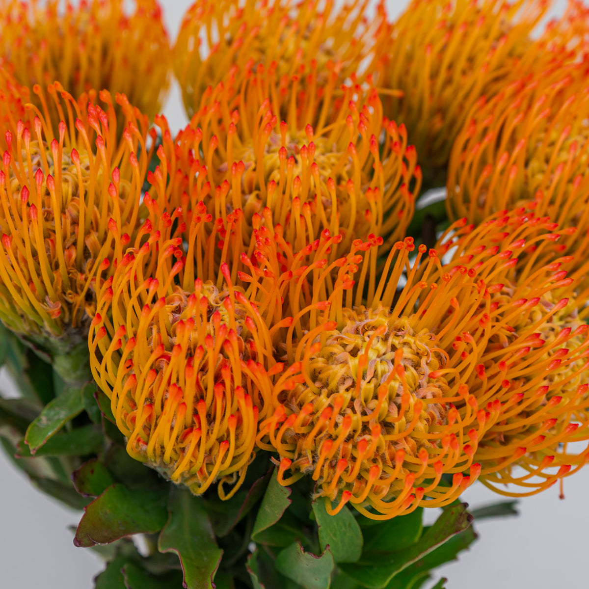 Close-up of orange and yellow flower buds with green leaves on a light gray background