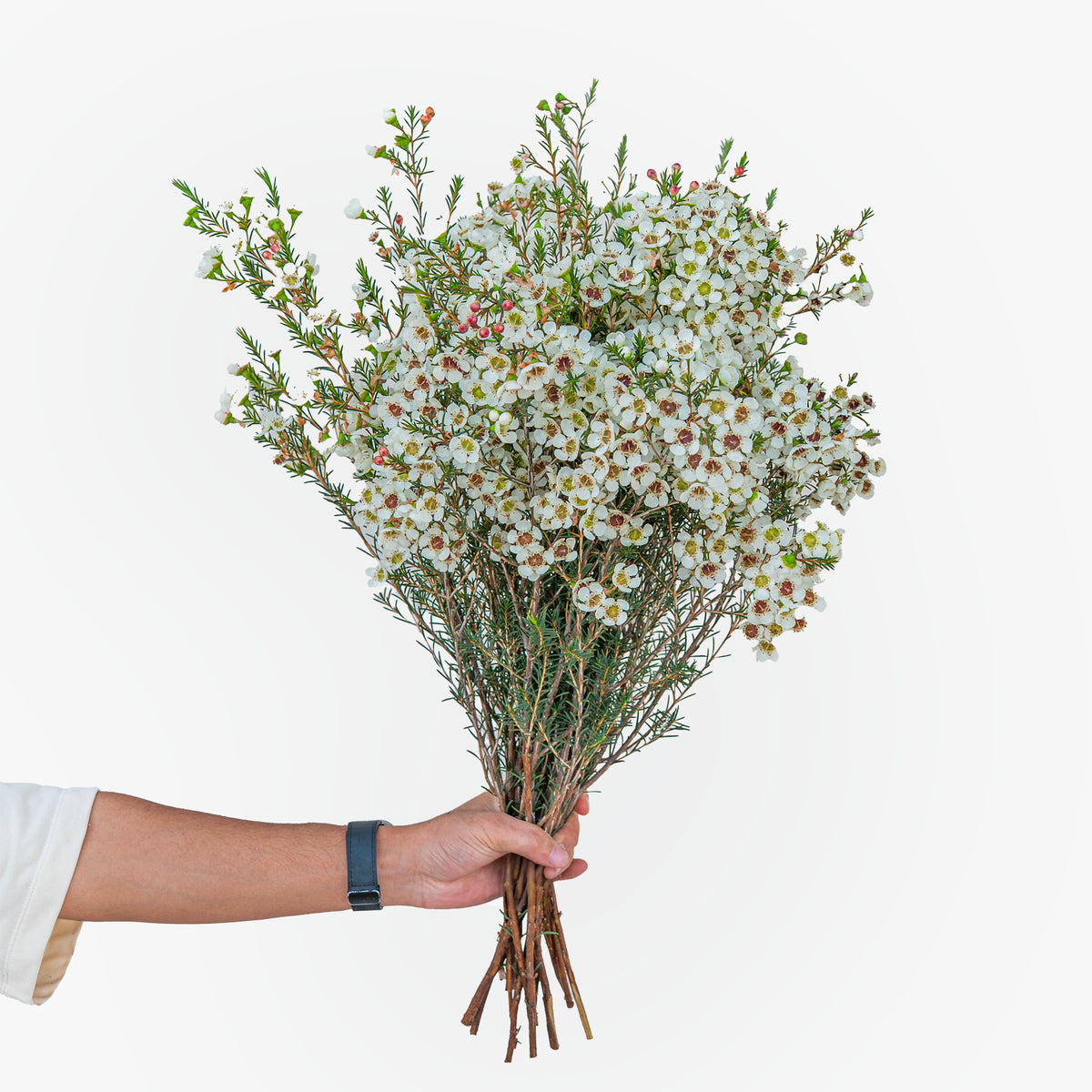 Hand holding a bouquet of white flowers against a white background