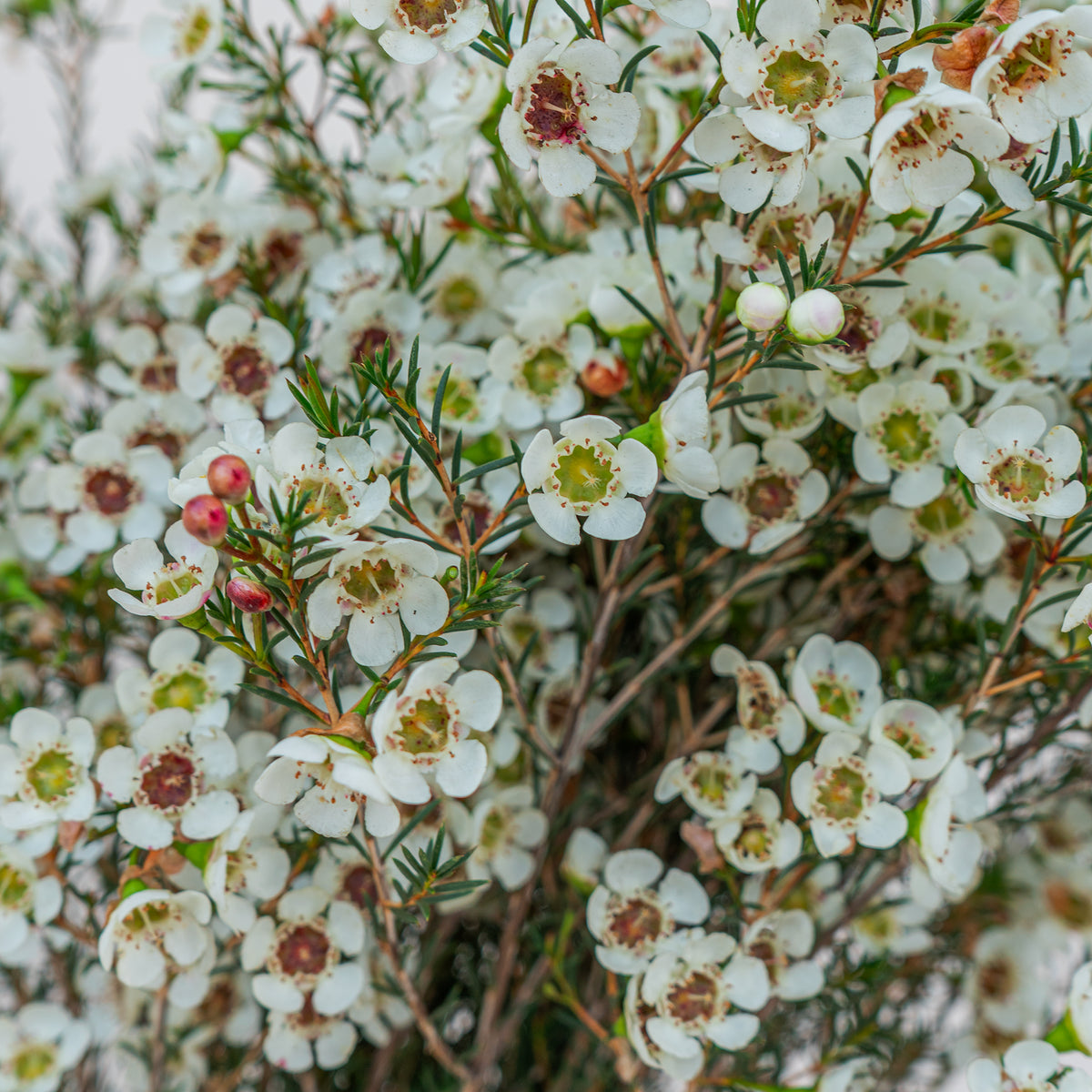Close-up of white flowers with green centers on a blurred natural background