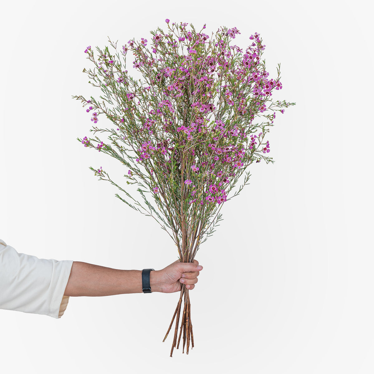Hand holding a bouquet of pink flowers against a white background