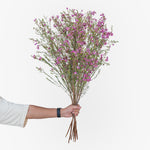 Hand holding a bouquet of pink flowers against a white background