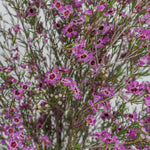 Close-up of a bush with small purple flowers and green leaves.