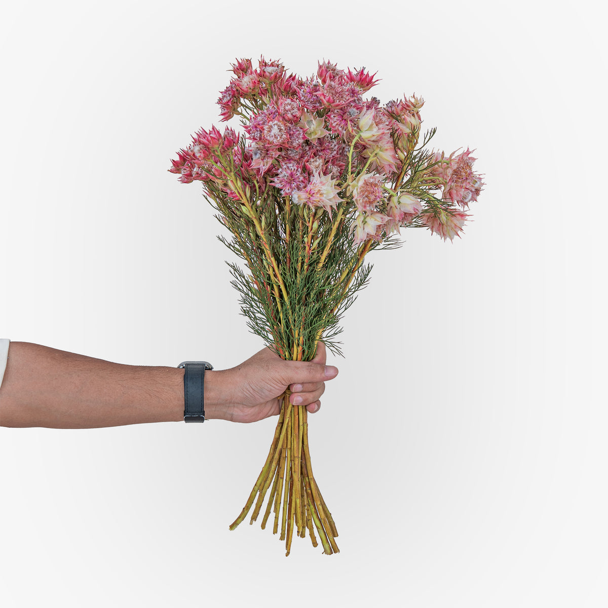 Hand holding a bouquet of pink flowers against a white background