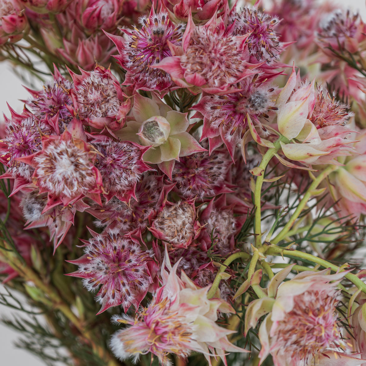 Close-up of pink and white flowers with green stems on a blurred background