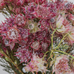 Close-up of pink and white flowers with green stems on a blurred background