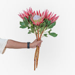 Hand holding a bouquet of red protea flowers against a white background