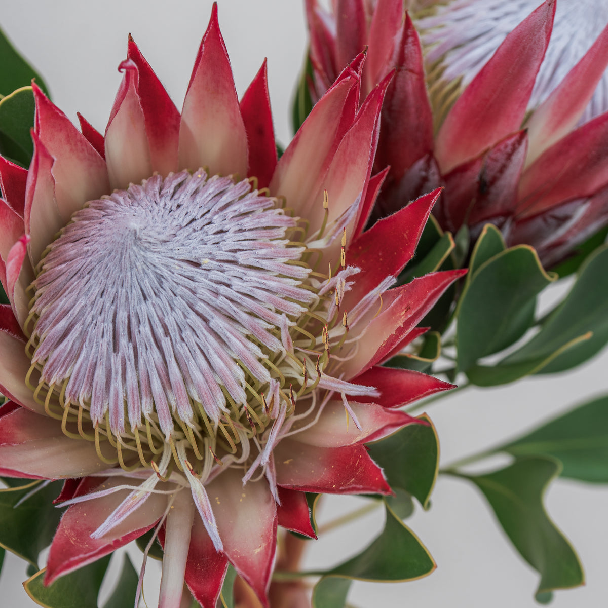Close-up of a protea flower with red petals and a white center.