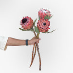 Hand holding a bouquet of large pink flowers against a white background