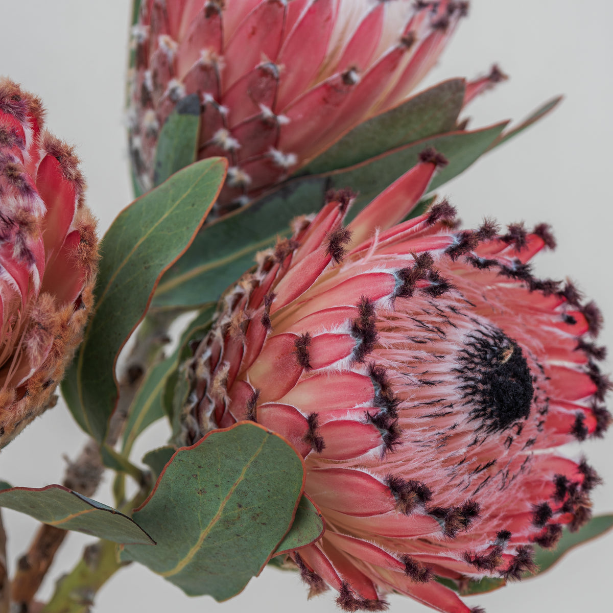 Close-up of pink protea flowers with green leaves on a light background