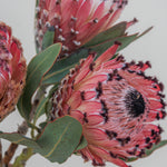 Close-up of pink protea flowers with green leaves on a light background