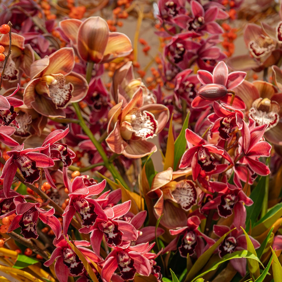 Close-up of red and coral orchids arranged for gifting