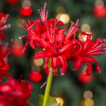 Close-up of red flowers with a blurred bokeh background