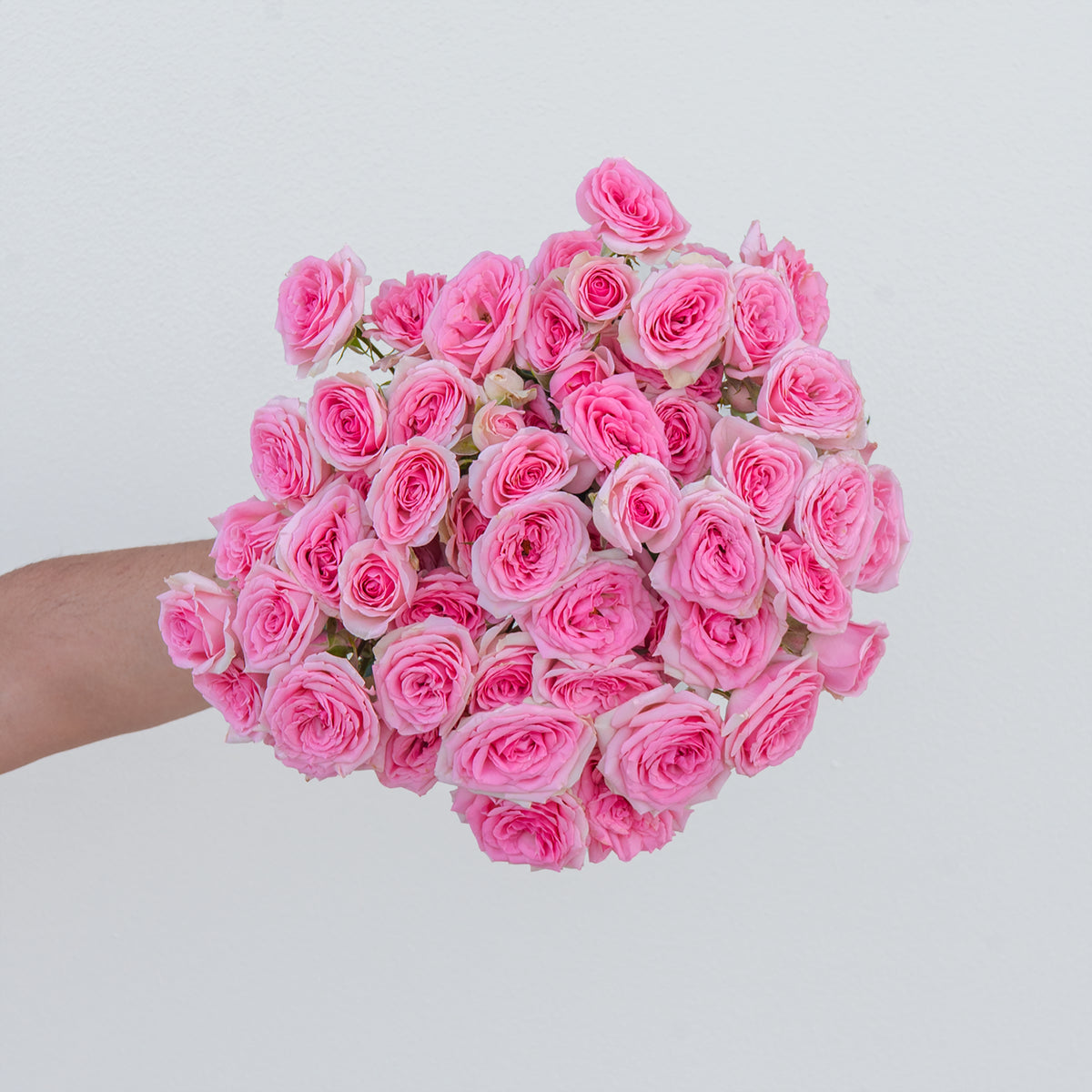Bouquet of pink roses held by a person on a light gray background