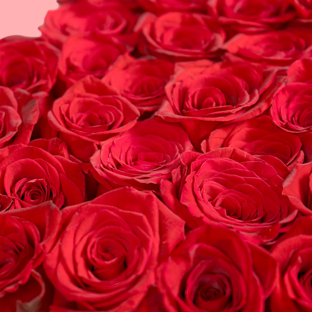 Close-up of red roses with a soft pink background