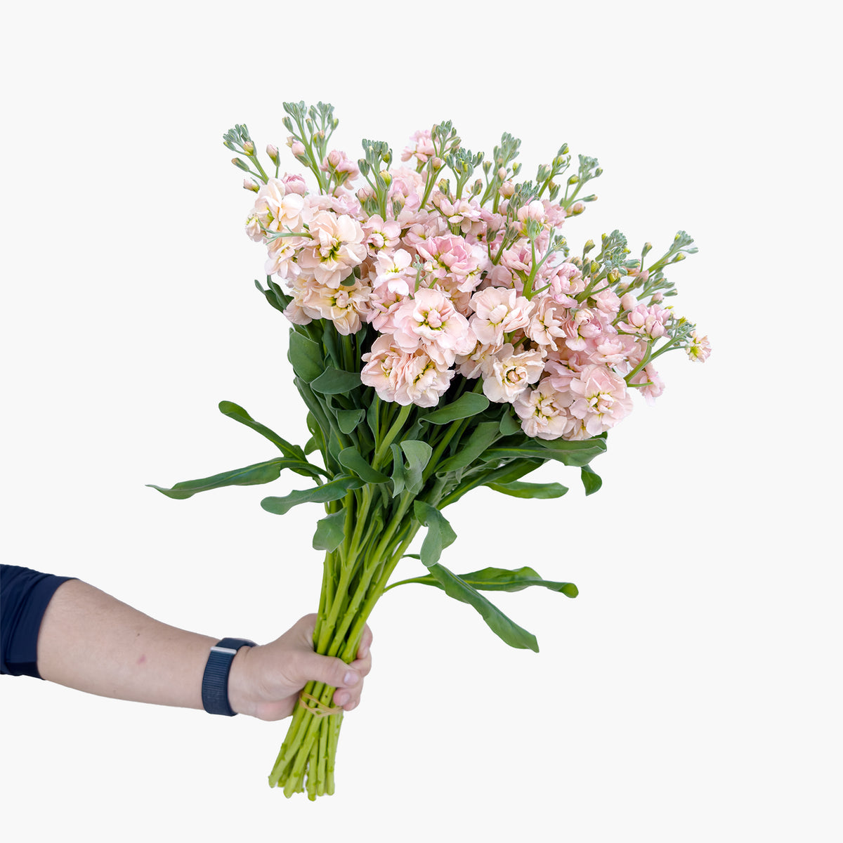 Matthiola Apricot