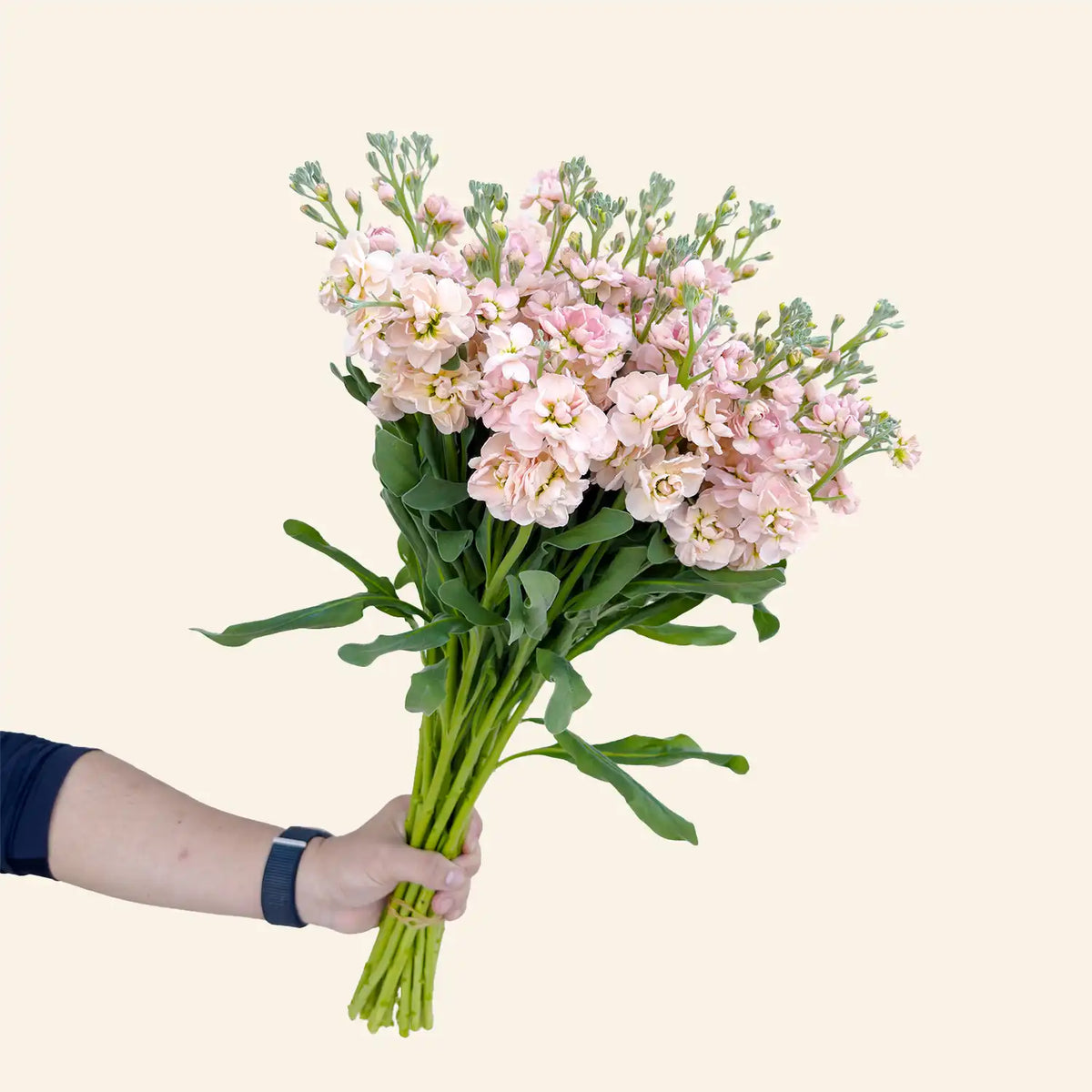 Matthiola Apricot