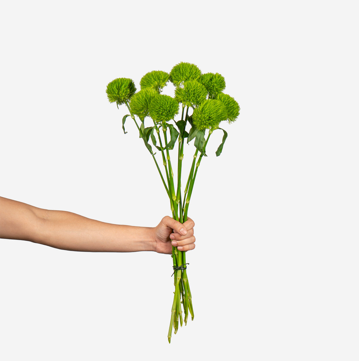 Hand holding a bunch of green flowers against a white background