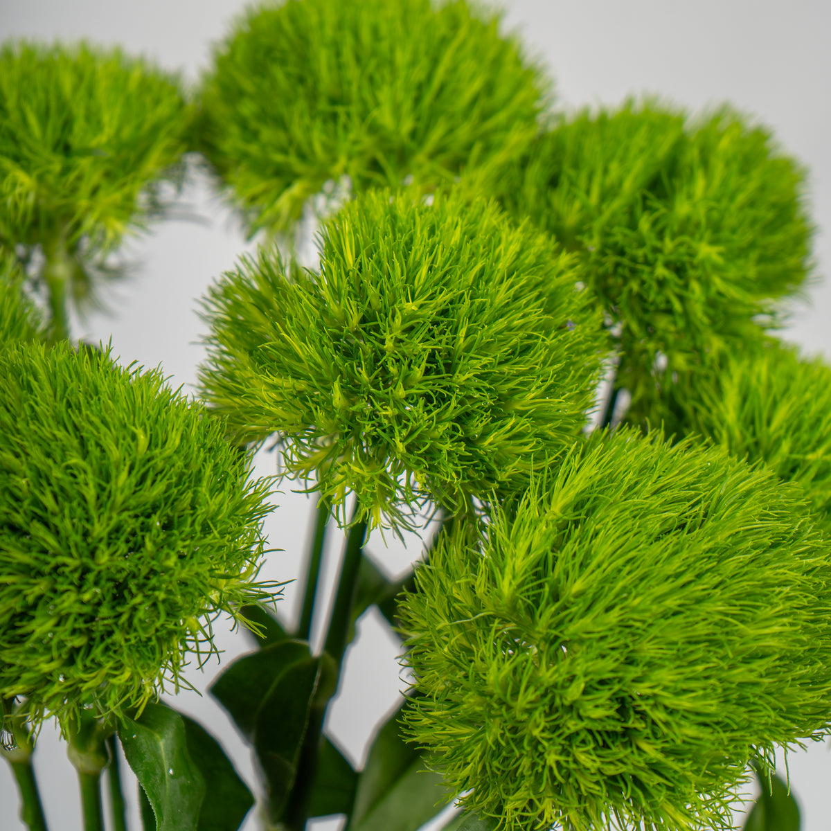 Close-up of green spherical plants on a light gray background