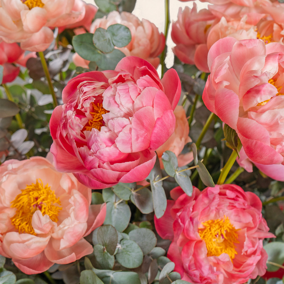 Close-up of pink peony flowers with green leaves