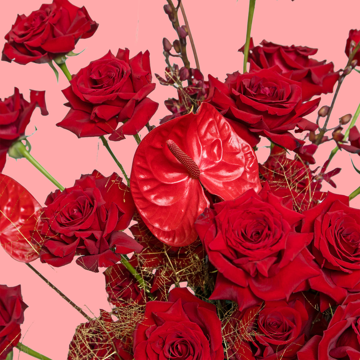 Bouquet of red roses with red anthuriums on a pink background