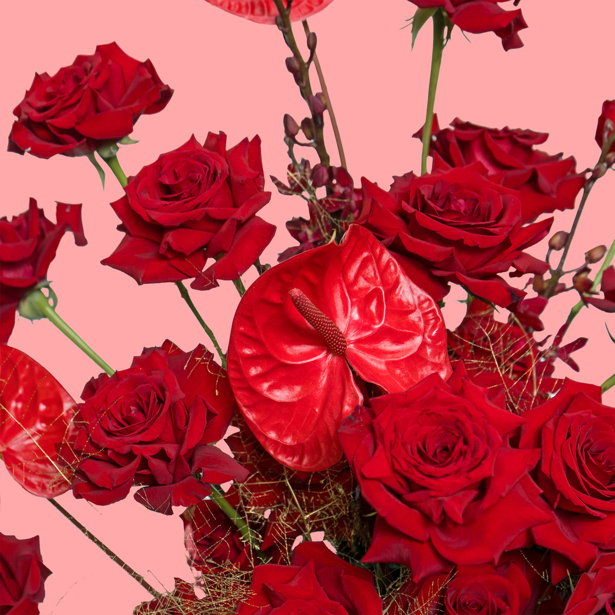 Bouquet of red roses and red anthuriums on a pink background