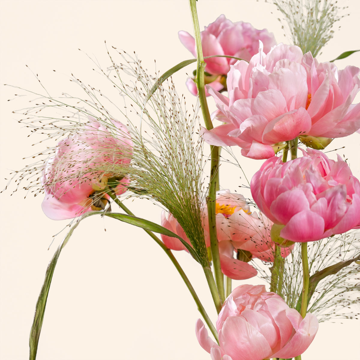 Pink peony flowers with green stems on a light beige background