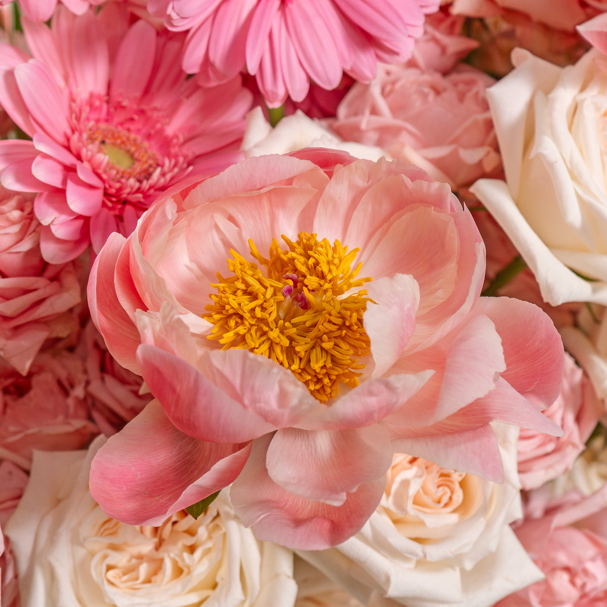 Close-up of pink and white flowers with a yellow center.