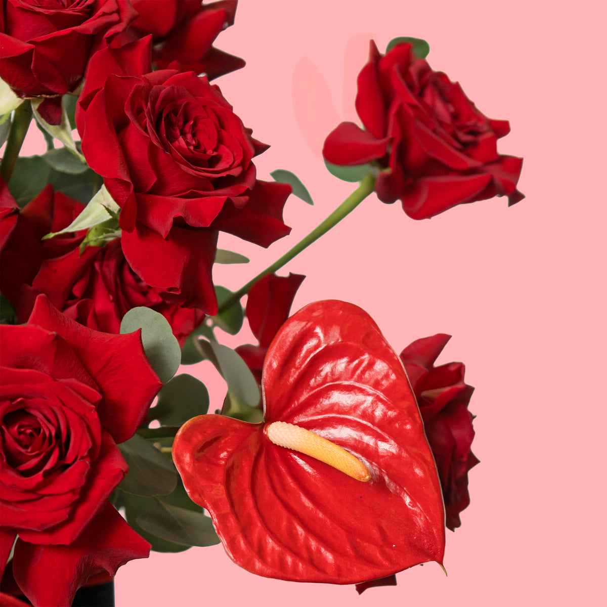 Red roses and a red anthurium flower on a pink background