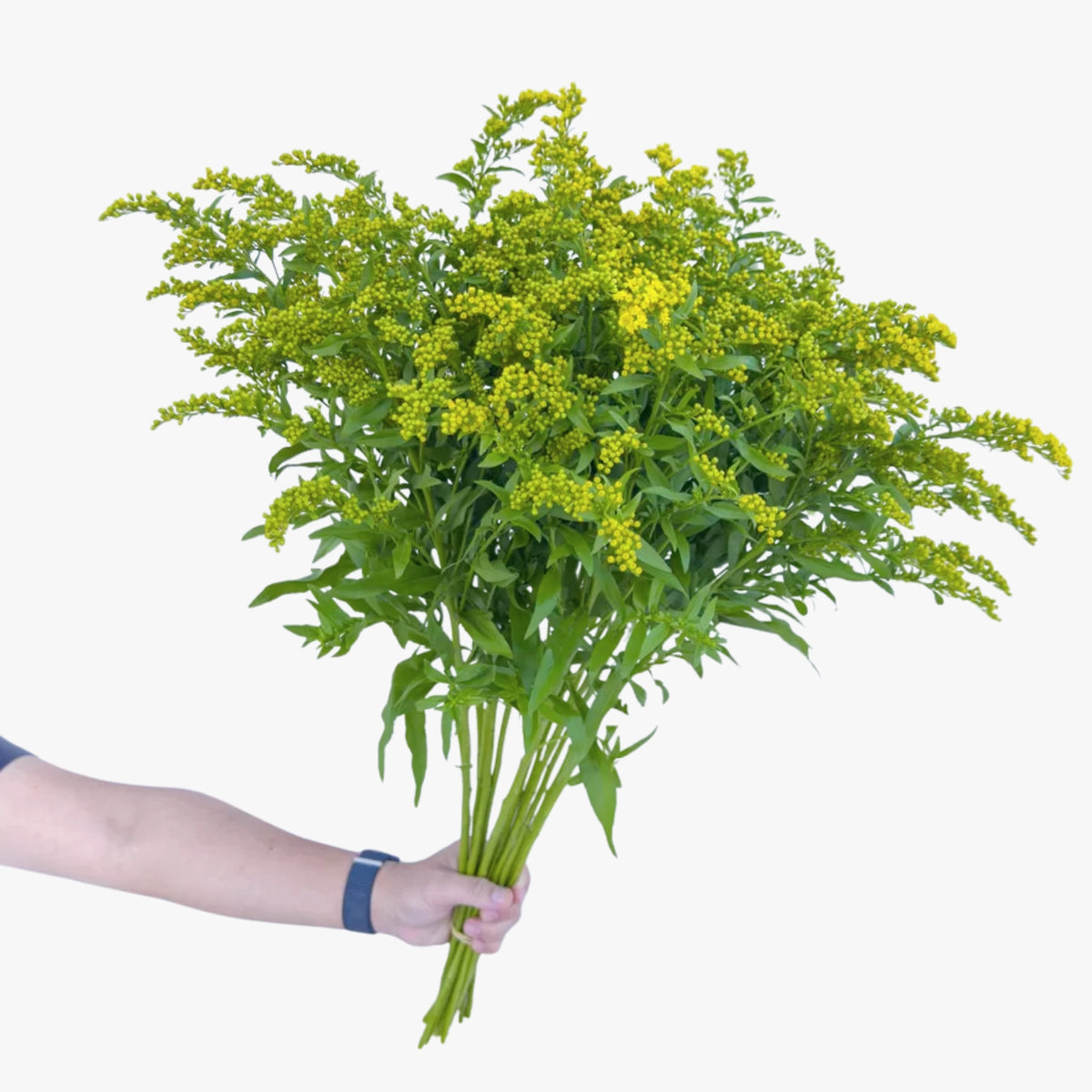 Solidago Golden Glory